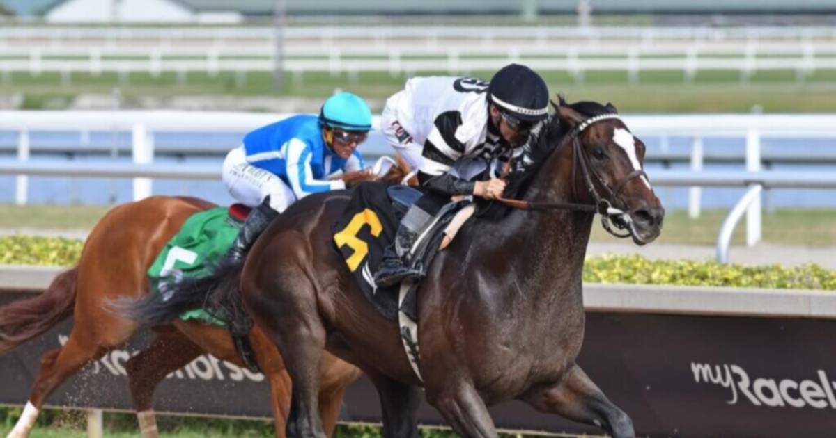 CHIEF WALLABEE: ENTRENAMIENTO Y POSIBLE PARTICIPACIÓN EN KENTUCKY DERBY