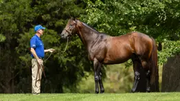 Sangre de campeones: Nyquist y Bernardini están presentes en el linaje de esta importada que debutará en La Rinconada