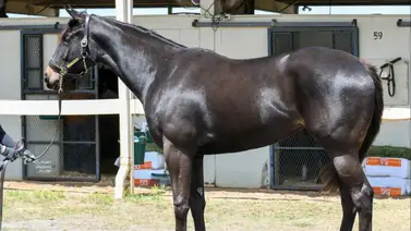 Hija de Omaha Beach es la más valiosa en su género durante el primer día de ventas en Ocala Hija de Omaha Beach es la más valiosa en su género durante el primer día de ventas en Ocala