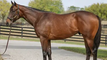 Potro hijo de Epicenter rompe la taquilla con un precio de venta de $1.95 millones Potro hijo de Epicenter rompe la taquilla con un precio de venta de $1.95 millones