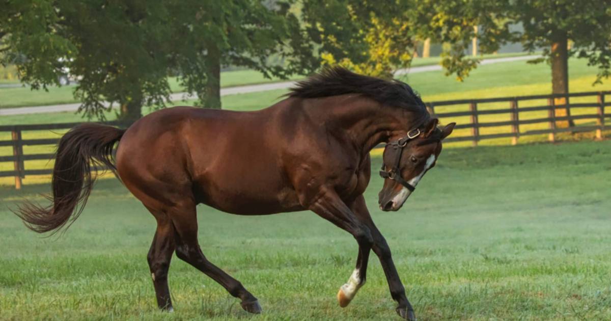 HIPISMO: NUEVOS JEFES DE RAZA NOMBRADOS