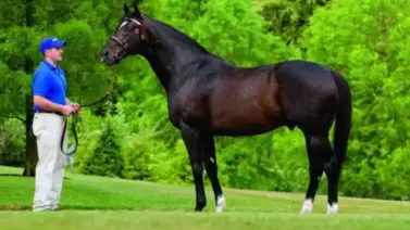 Inversión de altura: Un hijo del multimillonario Medaglia d’Oro llegará pronto a La Rinconada Inversión de altura: Un hijo del multimillonario Medaglia d’Oro llegará pronto a La Rinconada