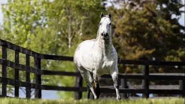 Sacrificado ganador de Grado 1 criado por Godolphin Sacrificado ganador de Grado 1 criado por Godolphin