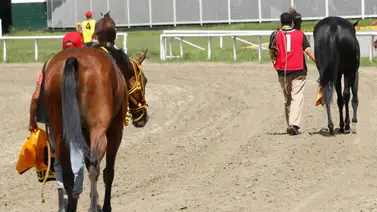 Retiro de último momento: Esta es la yegua que no correrá en el ciclo no válido de la R17 Retiro de último momento: Esta es la yegua que no correrá en el ciclo no válido de la R17