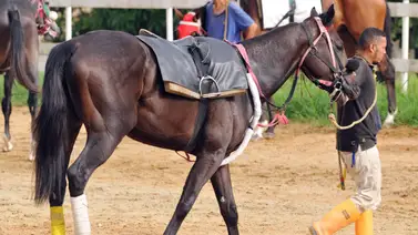 Conoce el jugoso incentivo que recibirán los caballerizos durante la Reunión 17 Conoce el jugoso incentivo que recibirán los caballerizos durante la Reunión 17