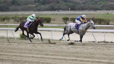 ¿Lo sabías? Este es el purasangre que nacido de un semental venezolano logró la victoria en el Presidente de la República ¿Lo sabías? Este es el purasangre que nacido de un semental venezolano logró la victoria en el Presidente de la República