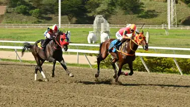 Linaje de campeón: El purasangre que intentará emular a su padre en el Clásico Internacional Presidenta de la República (GI) Linaje de campeón: El purasangre que intentará emular a su padre en el Clásico Internacional Presidenta de la República (GI)