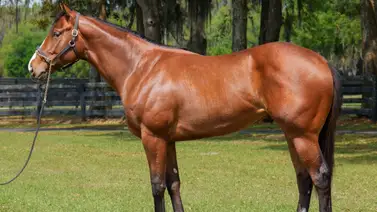 ¡Impacto en Ocala! Un hijo de Flightline se vende por 10.5 millones de dólares ¡Impacto en Ocala! Un hijo de Flightline se vende por 10.5 millones de dólares