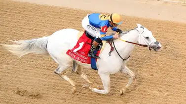 Conozca hasta qué puesto asciende White Abarrio entre los purasangres más millonarios Conozca hasta qué puesto asciende White Abarrio entre los purasangres más millonarios