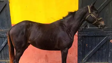 Nueva carta para el Stud Marco Antonio V: El estreno de la potra que genera interés en La Rinconada Nueva carta para el Stud Marco Antonio V: El estreno de la potra que genera interés en La Rinconada