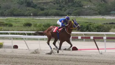 ¿Hija de gato caza ratón? La descendiente del veloz Tie Hand regresa en el cierre del meeting a La Rinconada ¿Hija de gato caza ratón? La descendiente del veloz Tie Hand regresa en el cierre del meeting a La Rinconada