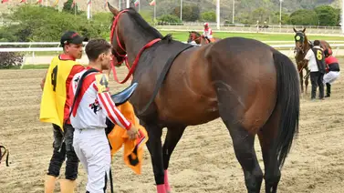 La contundencia de los datos: ¿Quién domina realmente la distancia en la Copa “Negresco”? La contundencia de los datos: ¿Quién domina realmente la distancia en la Copa “Negresco”?