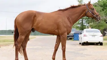 De Calumet Farm a Venezuela: El prometedor camino del prospecto Gun Bolt en La Rinconada De Calumet Farm a Venezuela: El prometedor camino del prospecto Gun Bolt en La Rinconada