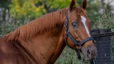 El semental Curlin dejará de prestar servicio por esta razón El semental Curlin dejará de prestar servicio por esta razón