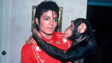 Así vive hoy Bubbles, el famoso chimpancé que recorrió el mundo con Michael Jackson Así vive hoy Bubbles, el famoso chimpancé que recorrió el mundo con Michael Jackson