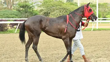 Combinaciones 5y6: Mira esta yegua que se perfila como la imperdible de la última válida dominical Combinaciones 5y6: Mira esta yegua que se perfila como la imperdible de la última válida dominical