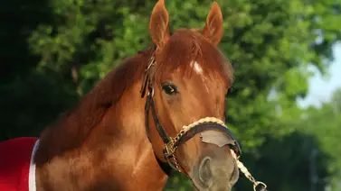 Kentucky Derby: ¿Podría repetirse la hazaña con The Puma de Gustavo Delgado? Kentucky Derby: ¿Podría repetirse la hazaña con The Puma de Gustavo Delgado?