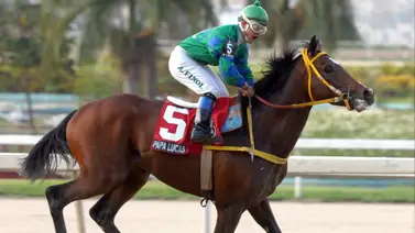 Papá Lucas: El monarca del fondo y la leyenda del Haras Tamanaco Papá Lucas: El monarca del fondo y la leyenda del Haras Tamanaco