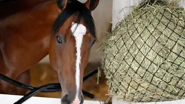 Preakness Stakes: Llega el primer contendiente para la edición 151 de la segunda corona Preakness Stakes: Llega el primer contendiente para la edición 151 de la segunda corona