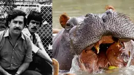 Famoso multimillonario muestra interés en 80 hipopótamos de Pablo Escobar