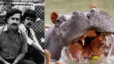 Famoso multimillonario muestra interés en 80 hipopótamos de Pablo Escobar Famoso multimillonario muestra interés en 80 hipopótamos de Pablo Escobar