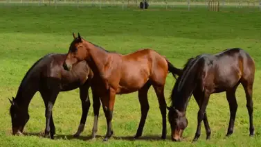 Imbatible: Conozca al Haras venezolano que impuso su ley en el primer meeting de La Rinconada Imbatible: Conozca al Haras venezolano que impuso su ley en el primer meeting de La Rinconada