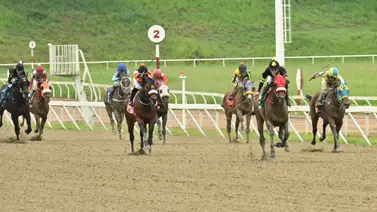 El reto de la insistencia: Siete purasangres desafían el calendario en La Rinconada El reto de la insistencia: Siete purasangres desafían el calendario en La Rinconada