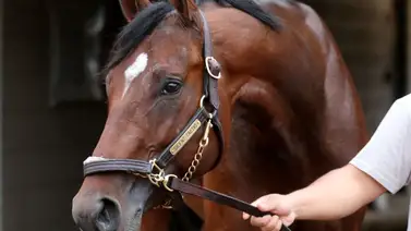 Kentucky Derby: ¡Silent Tactic, fuera! Conoce los detalles de su retiro Kentucky Derby: ¡Silent Tactic, fuera! Conoce los detalles de su retiro