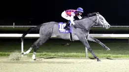 Kentucky Derby: Conoce más de Great White, el primer elegible que entra a la carrera de las rosas