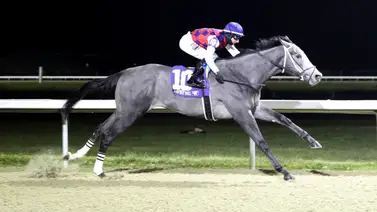 Kentucky Derby: Conoce más de Great White, el primer elegible que entra a la carrera de las rosas Kentucky Derby: Conoce más de Great White, el primer elegible que entra a la carrera de las rosas