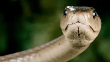 Soñar con serpientes que no te hacen nada: ¿Qué significa? Soñar con serpientes que no te hacen nada: ¿Qué significa?