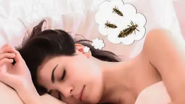 ¿Qué significa soñar con piojos? Aquí te lo mostramos ¿Qué significa soñar con piojos? Aquí te lo mostramos