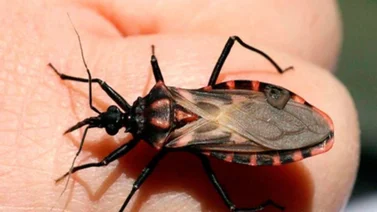 Alerta de chipos por lluvias: ¿Qué hacer en caso de ver uno y cómo reconocerlo?