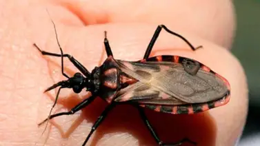 Alerta de chipos por lluvias: ¿Qué hacer en caso de ver uno y cómo reconocerlo? Alerta de chipos por lluvias: ¿Qué hacer en caso de ver uno y cómo reconocerlo?