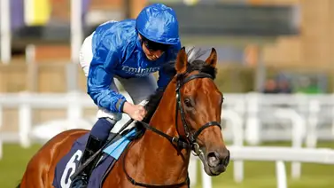 Nieto del mejor semental del mundo tuvo que ser sacrificado después de ganar un Stakes Nieto del mejor semental del mundo tuvo que ser sacrificado después de ganar un Stakes