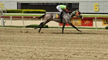 Mira lo que dice José Gregorio Rodríguez del caballo Lemon White que corre el domingo Mira lo que dice José Gregorio Rodríguez del caballo Lemon White que corre el domingo