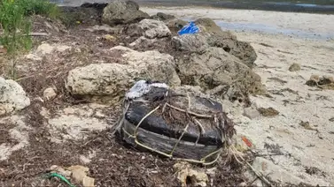 Autoridades de Florida alarmados porque hicieron un peligroso hallazgo en las costas Autoridades de Florida alarmados porque hicieron un peligroso hallazgo en las costas