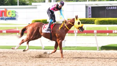 Datos de Ültima Hora para el Hipódromo La Rinconada 12-05-2024