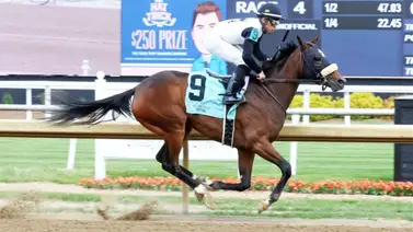 Semental se estrena con victoria de su primer producto debutante en Estados Unidos Semental se estrena con victoria de su primer producto debutante en Estados Unidos