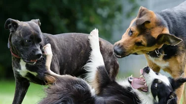 Estas son las ocho razas de perros grandes perfectas si tienes niños