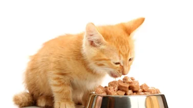 ¿Cuál es la comida recomendada para tu gato?