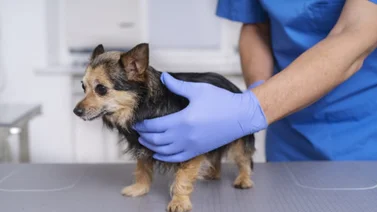 ¿Clínicas para esterilizar perros gratis cerca de mí? Aquí te las mostramos