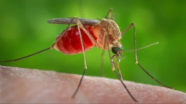 Virus del Nilo Occidental:  Síntomas que no debes pasar por alto