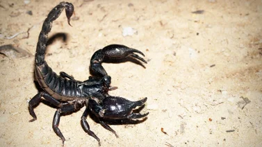 Cómo diferenciar los alacranes venenosos de otros