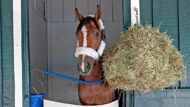 Esta es la tierna mascota que ha sido acreditada en el Preakness Stakes 