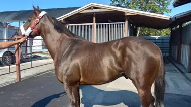 Llega a Venezuela semental que es hijo de una hermana completa de Quality Road Llega a Venezuela semental que es hijo de una hermana completa de Quality Road