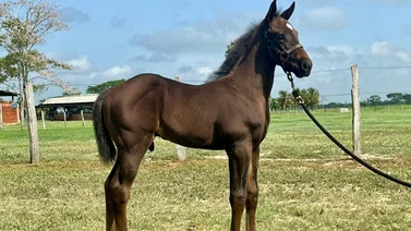 Hijo de ejemplar que llegó segundo en el Travers Stakes está en este Haras en Venezuela