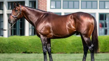 3 hijos de Flightline y 13 del padre de Equinox se ofrecerán en esta subasta 3 hijos de Flightline y 13 del padre de Equinox se ofrecerán en esta subasta