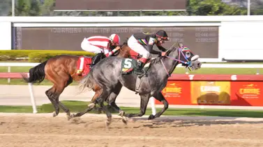 Caballo maduro reaparece en la Rinconada luego de 133 días Caballo maduro reaparece en la Rinconada luego de 133 días