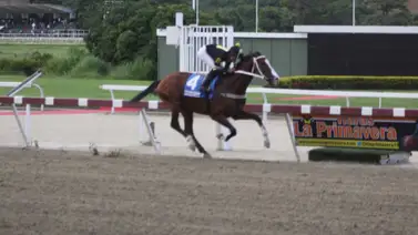 Mira cuánto costó esta hija de Panzer Barcelona que debuta el domingo en La Rinconada Mira cuánto costó esta hija de Panzer Barcelona que debuta el domingo en La Rinconada